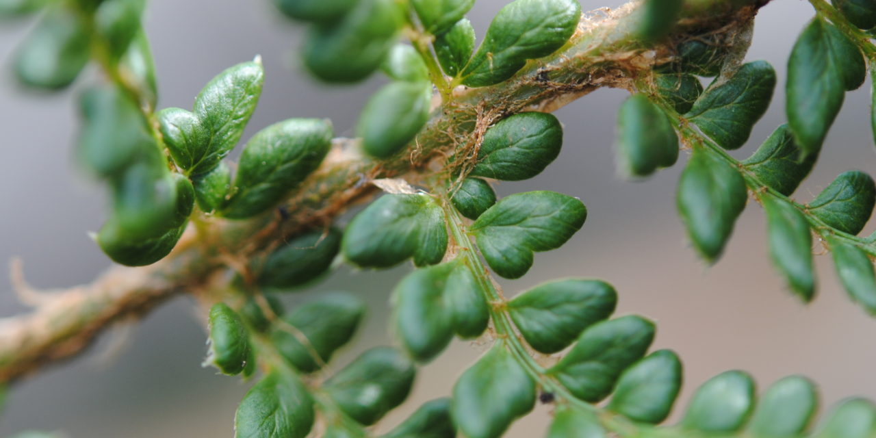 Polystichum orbiculatum s.l.