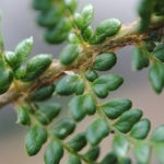 Polystichum orbiculatum s.l.