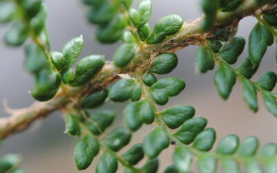 Polystichum orbiculatum s.l.