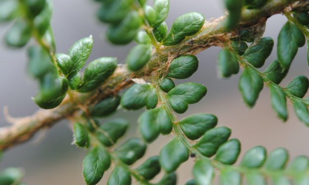 Polystichum orbiculatum s.l.