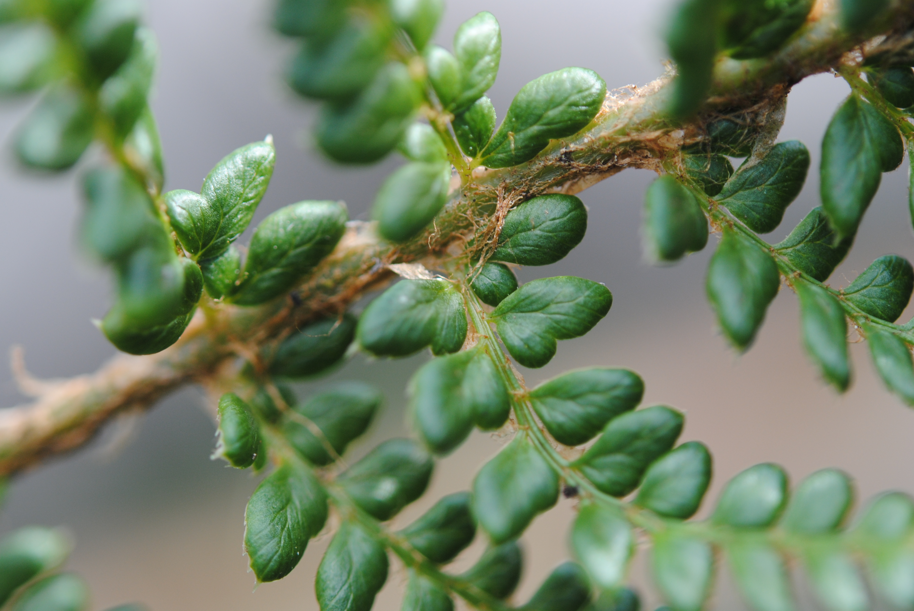 Polystichum orbiculatum s.l.