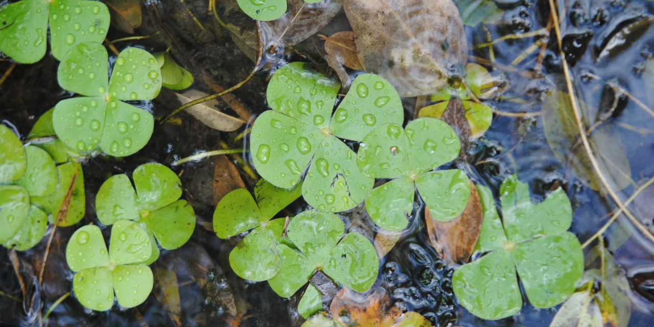 Marsilea polycarpa