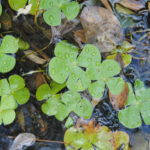 Marsilea polycarpa