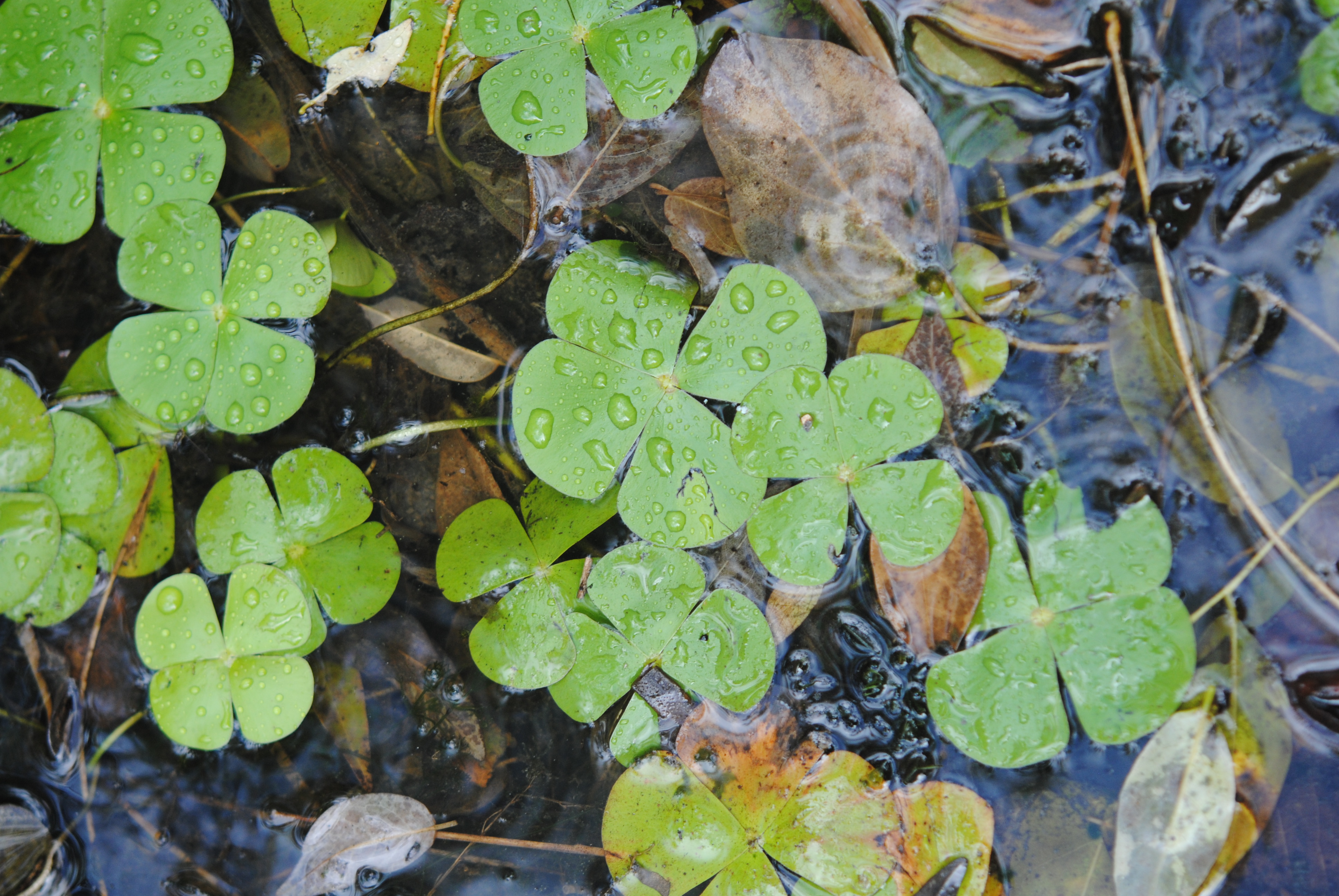 Marsilea polycarpa