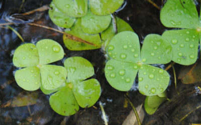 Marsilea polycarpa