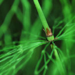 Equisetum sylvaticum