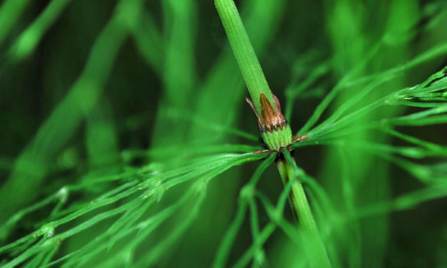 Equisetum sylvaticum