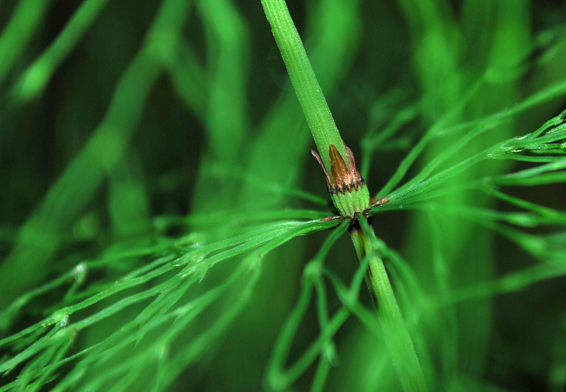 Equisetum sylvaticum