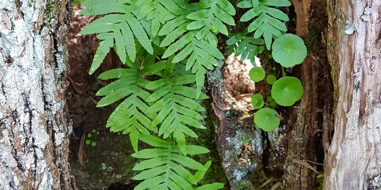 Polypodium cambricum