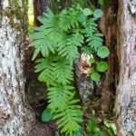 Polypodium cambricum