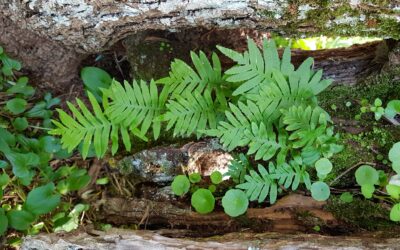 Polypodium cambricum