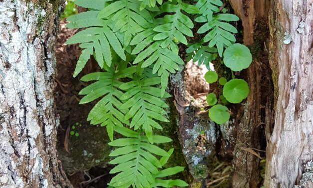 Polypodium cambricum