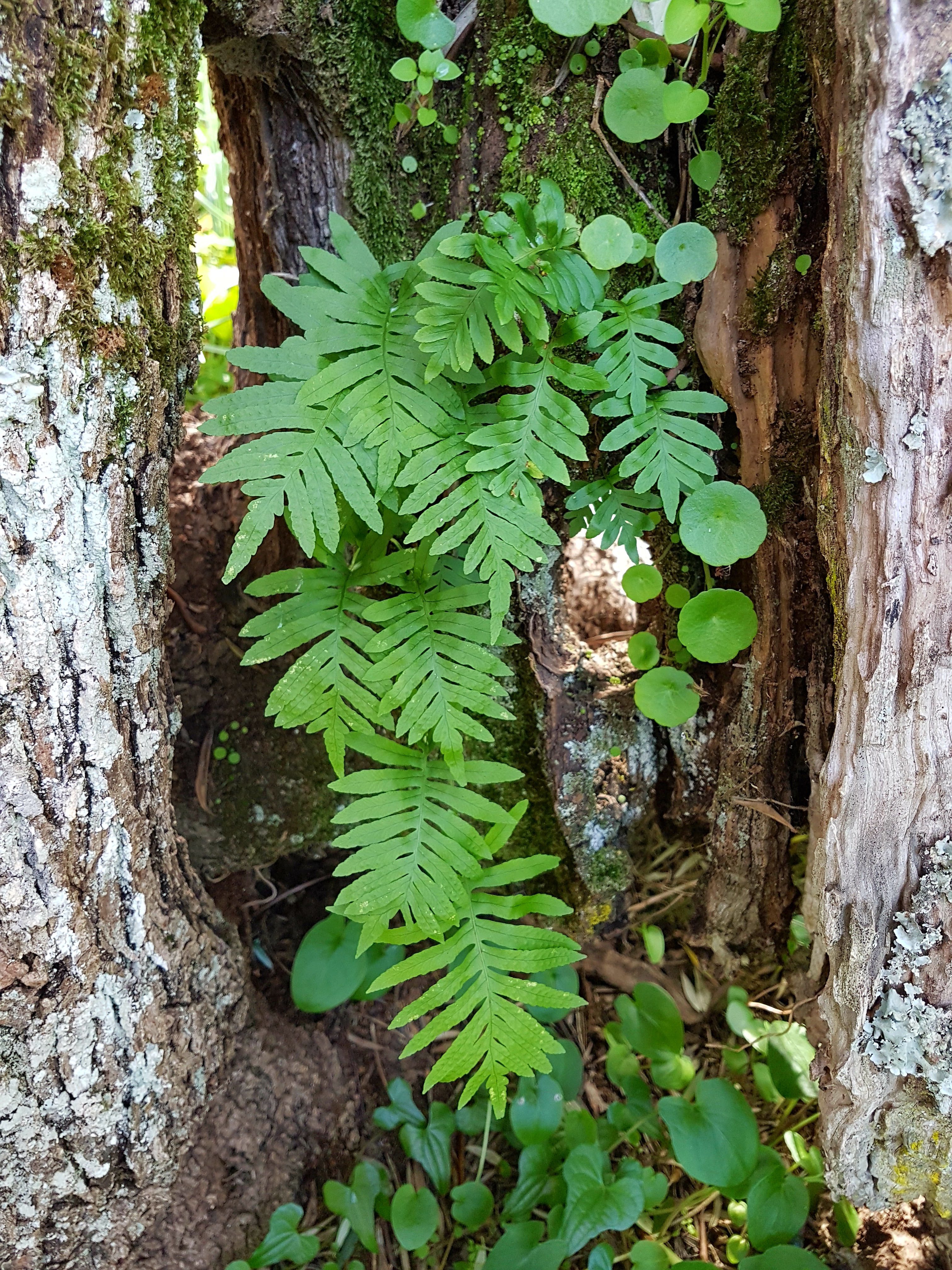 Polypodium cambricum