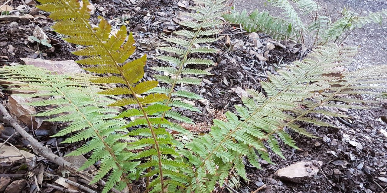 Polystichum setiferum