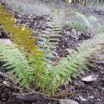 Polystichum setiferum