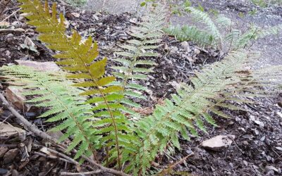 Polystichum setiferum