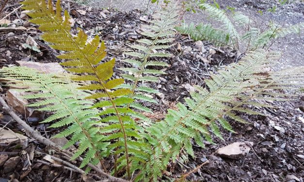 Polystichum setiferum