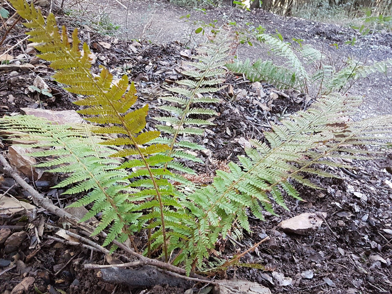 Polystichum setiferum