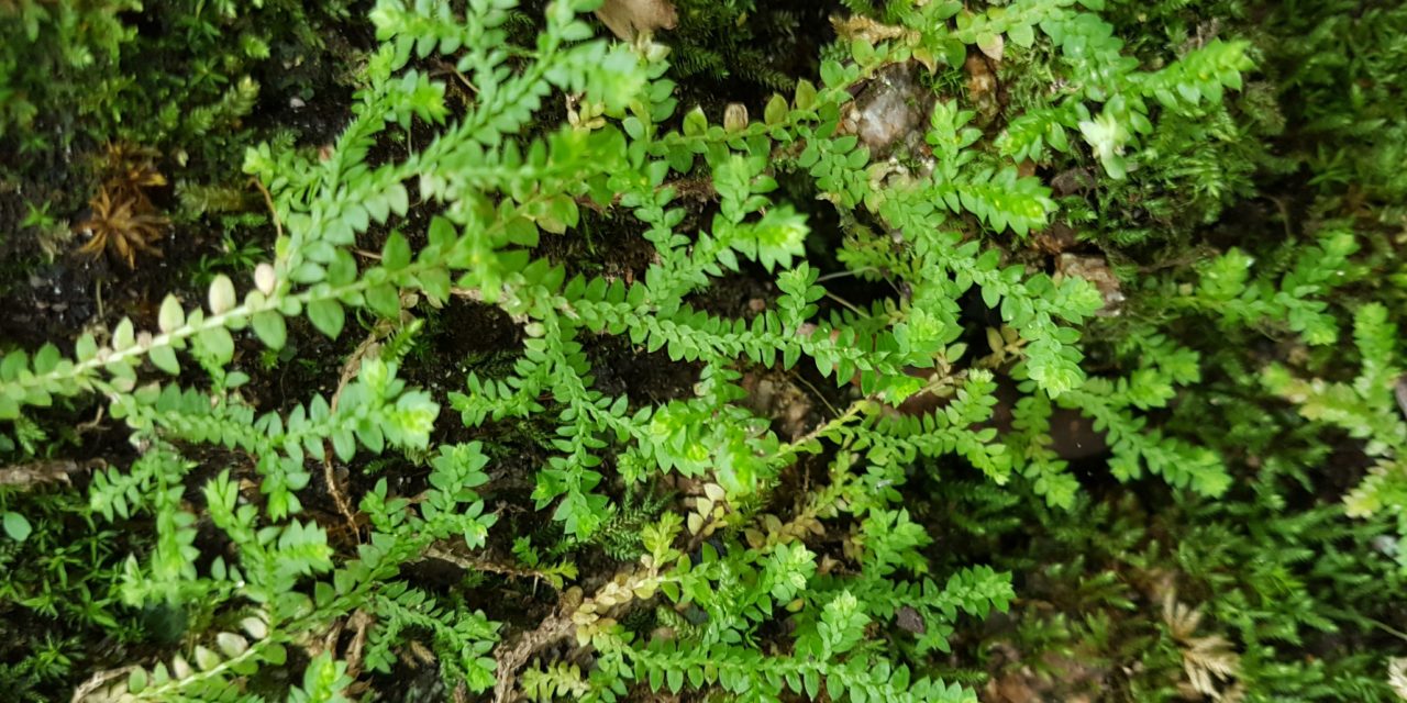 Selaginella denticulata