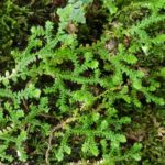 Selaginella denticulata