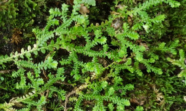 Selaginella denticulata