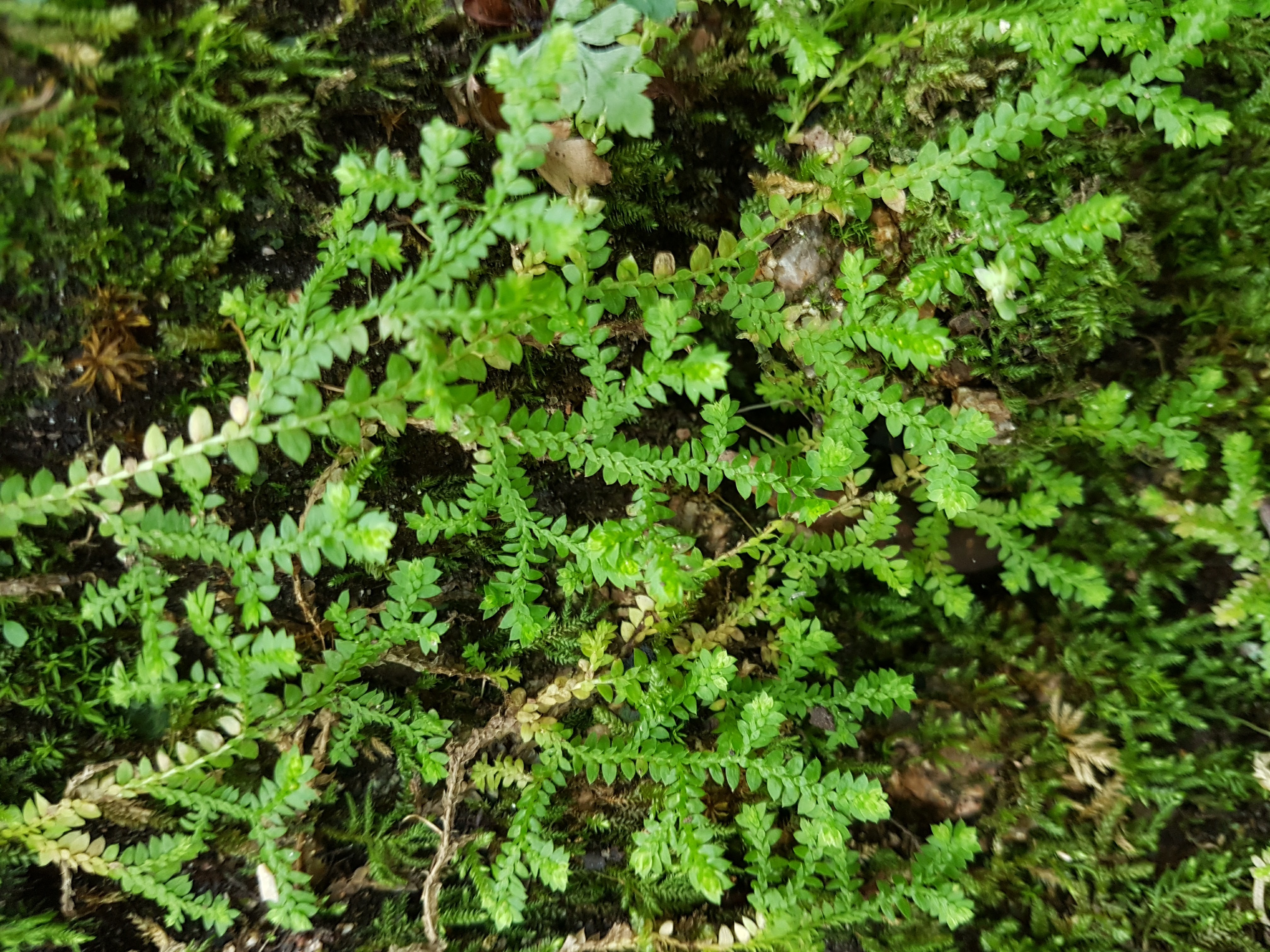 Selaginella denticulata