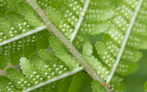 Dryopteris filix-mas