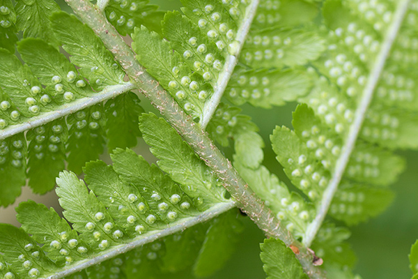 Dryopteris filix-mas