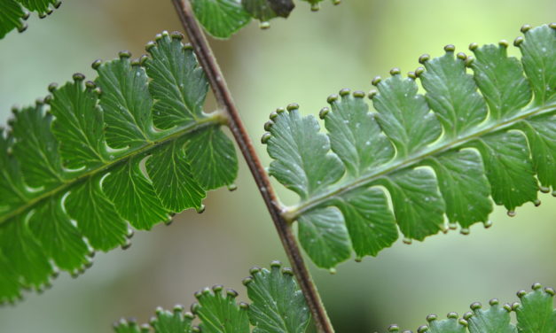 Dennstaedtia producta