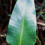 Elaphoglossum guatemalense