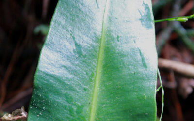 Elaphoglossum guatemalense