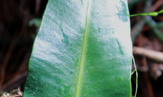 Elaphoglossum guatemalense