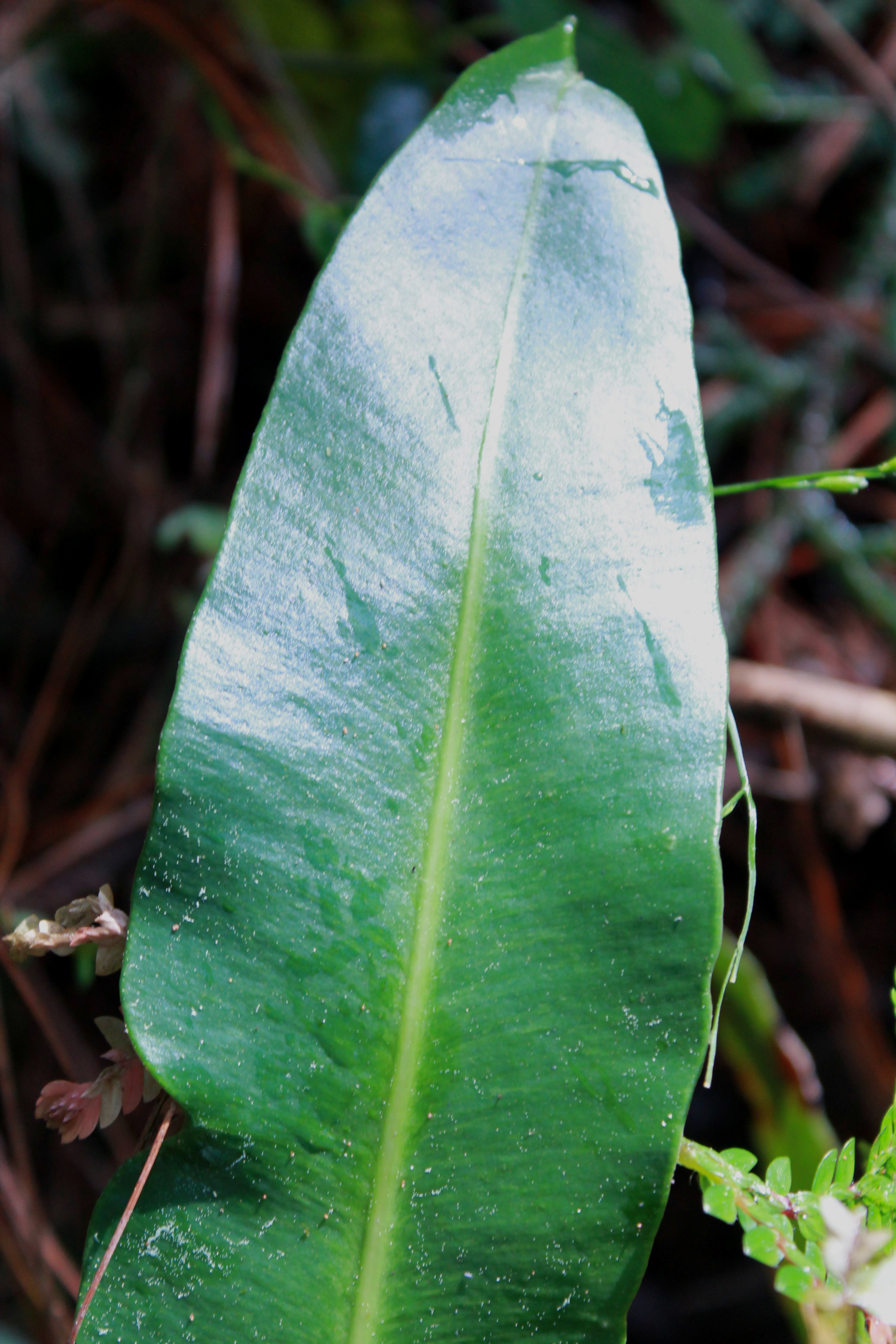 Elaphoglossum guatemalense