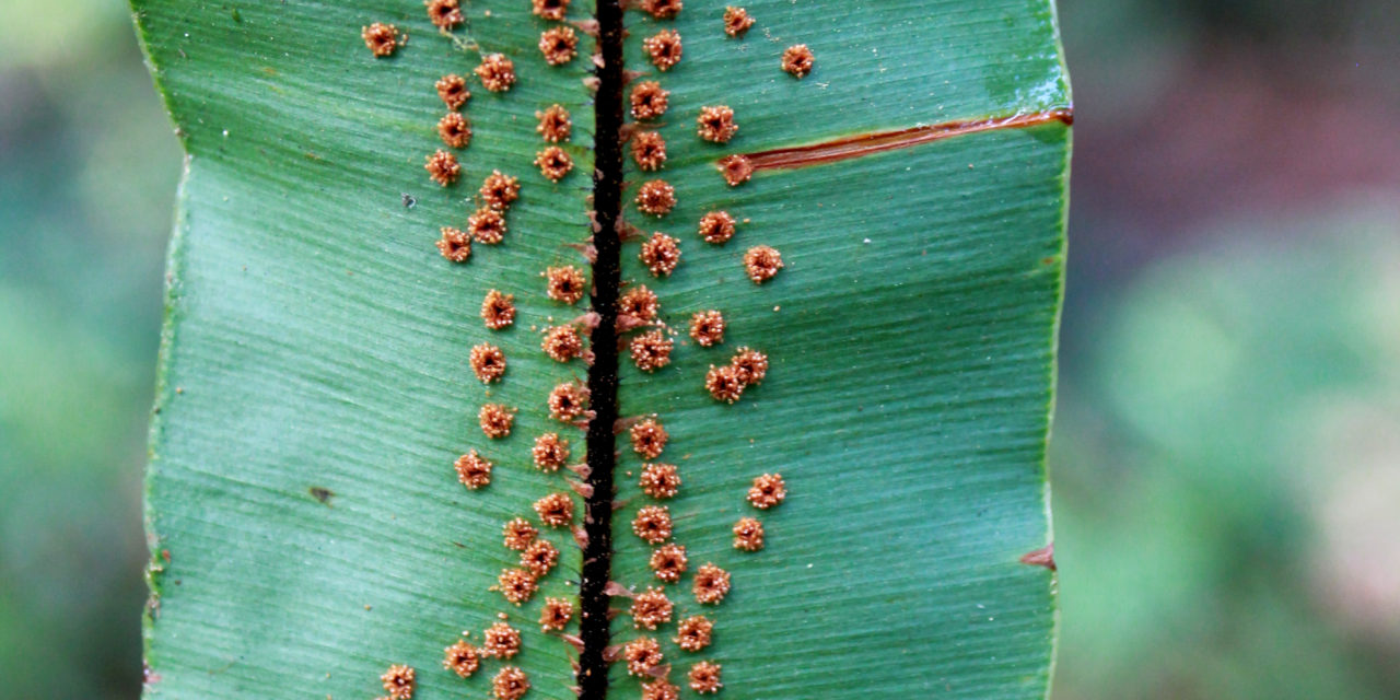 Oleandra articulata