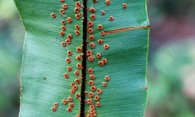 Oleandra articulata