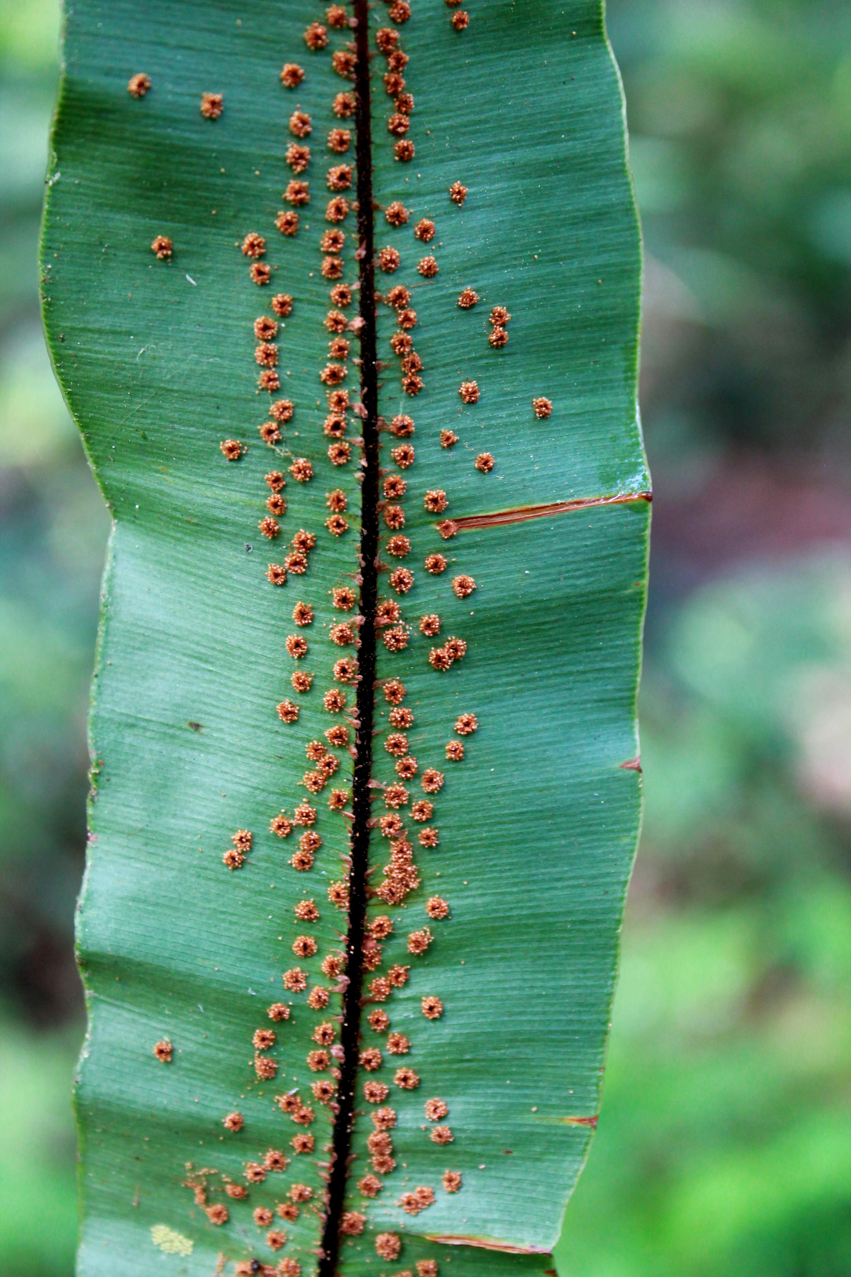 Oleandra articulata