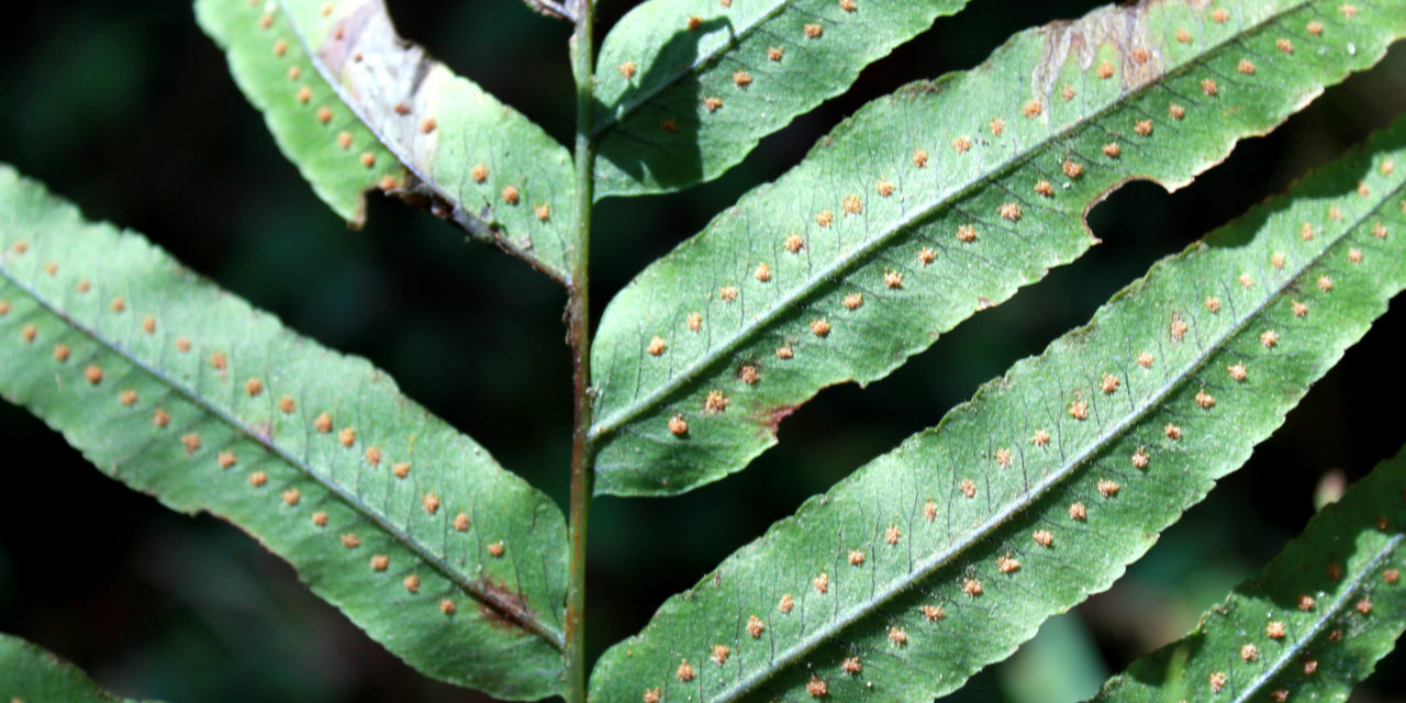 Polypodium echinolepis