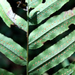 Polypodium echinolepis