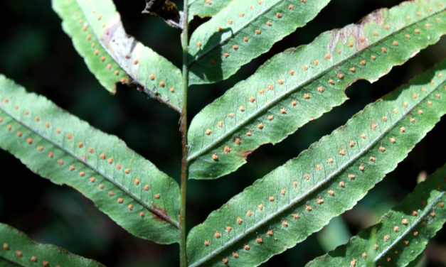 Polypodium echinolepis