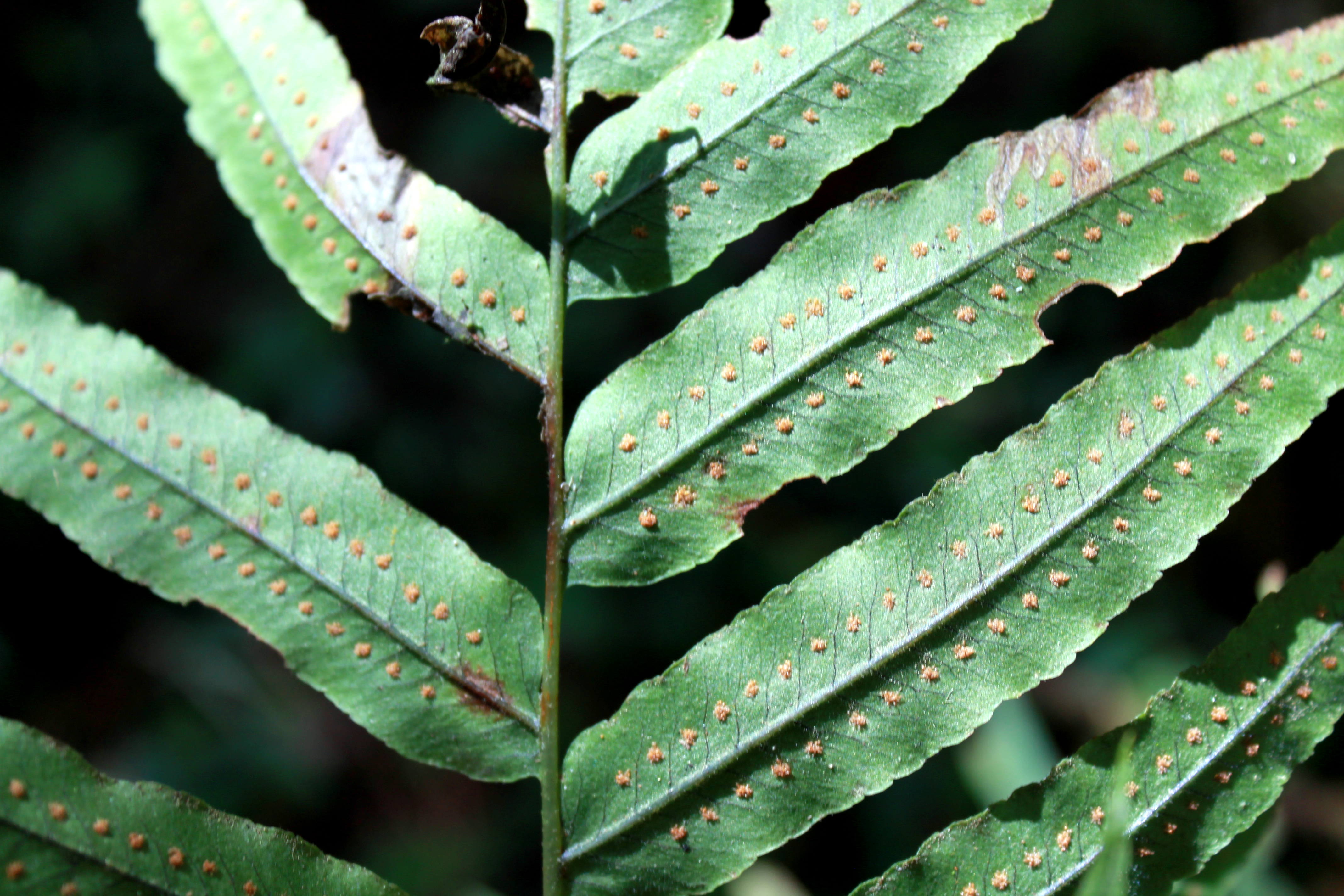 Polypodium echinolepis