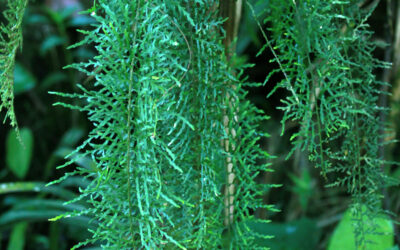 Pleopeltis lindeniana