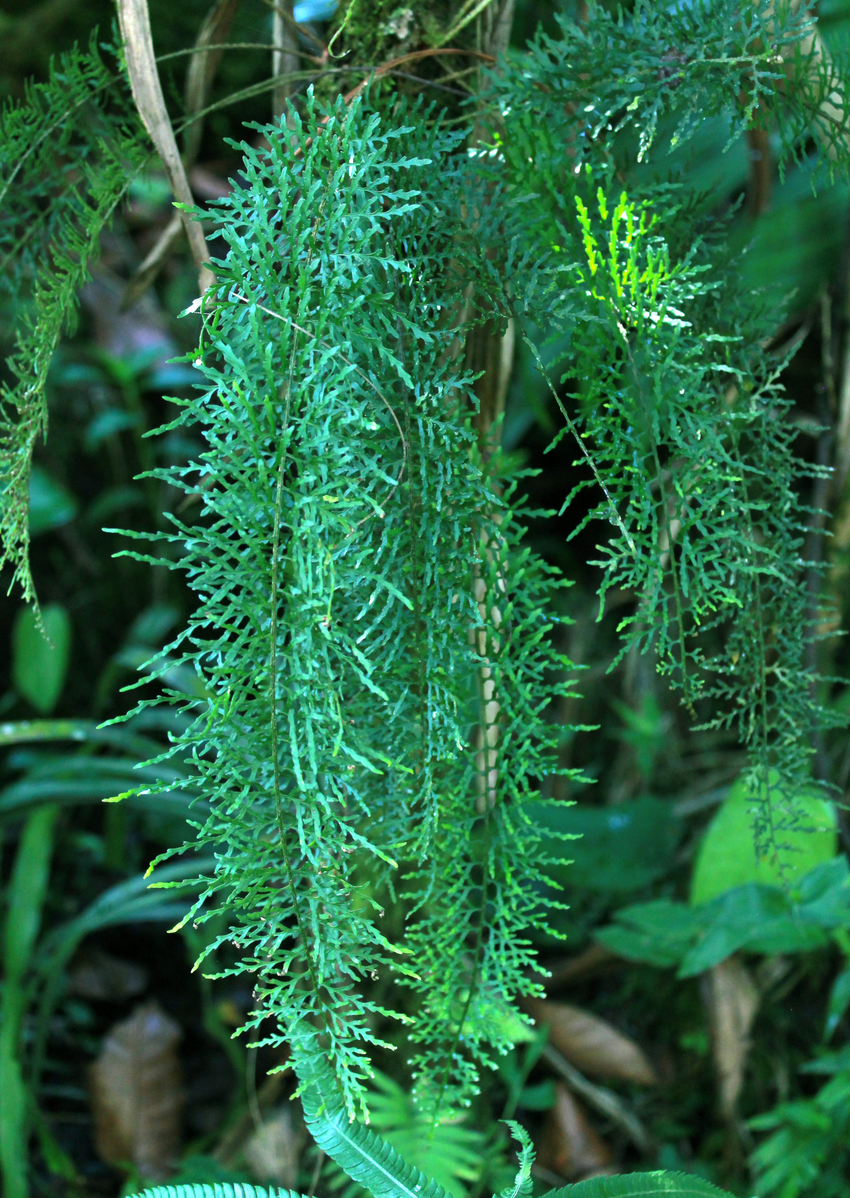 Pleopeltis lindeniana
