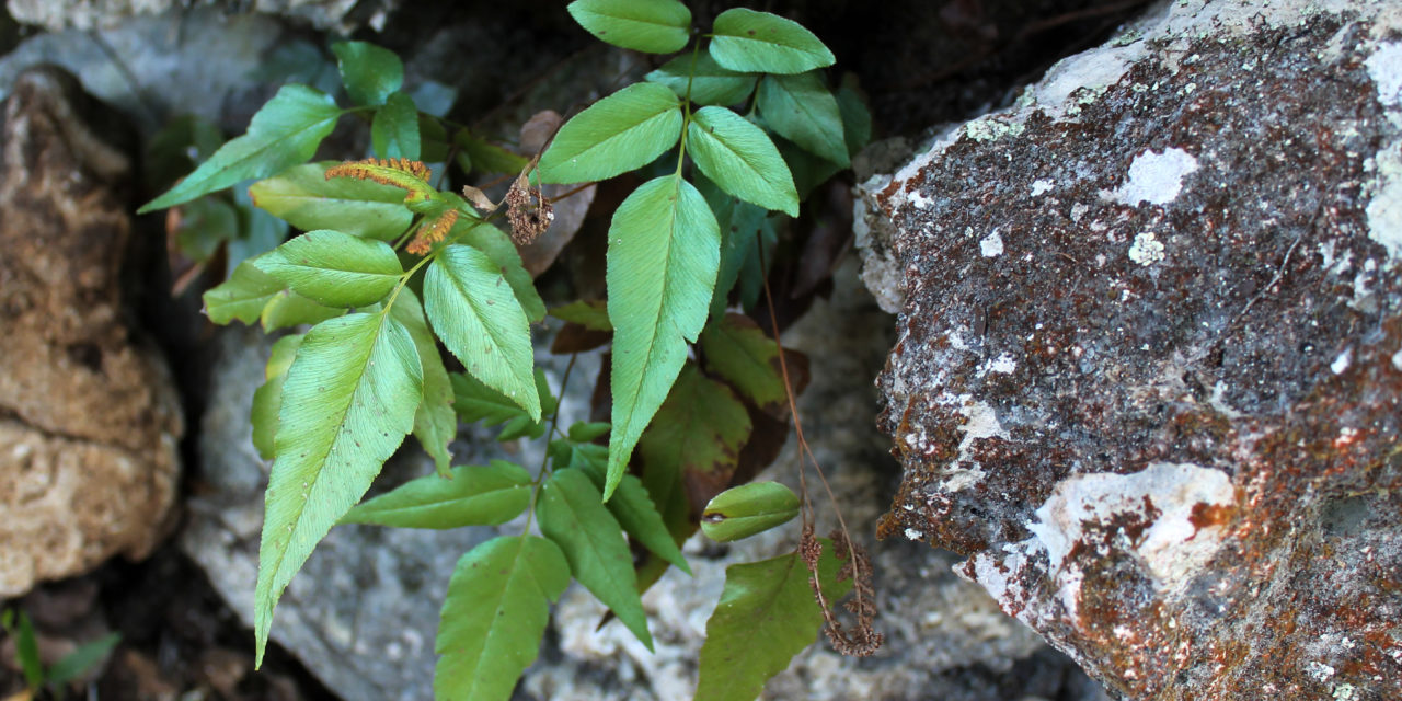 Anemia speciosa