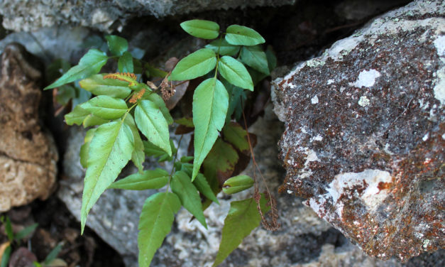 Anemia speciosa