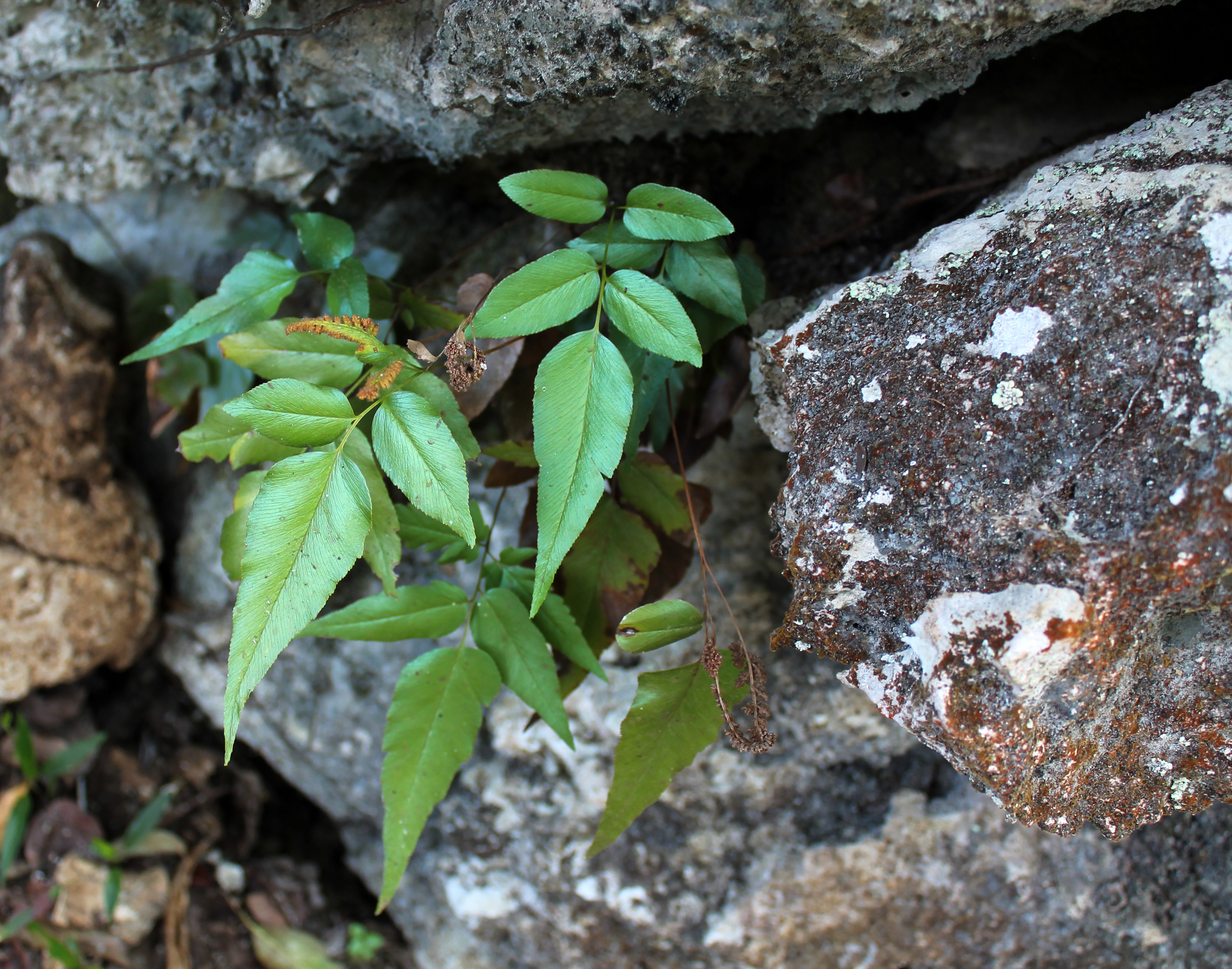 Anemia speciosa