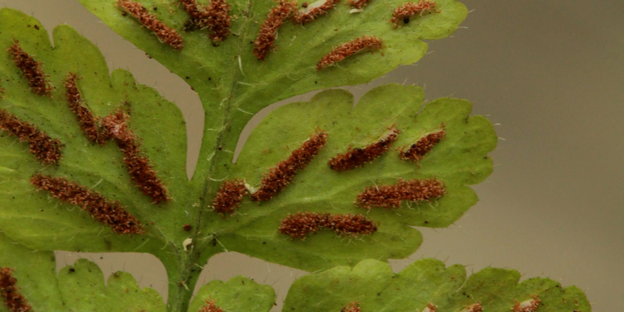 Asplenium pumilum