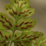 Asplenium pumilum