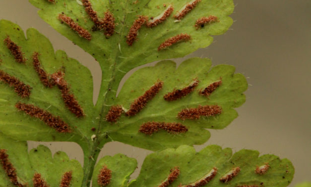 Asplenium pumilum