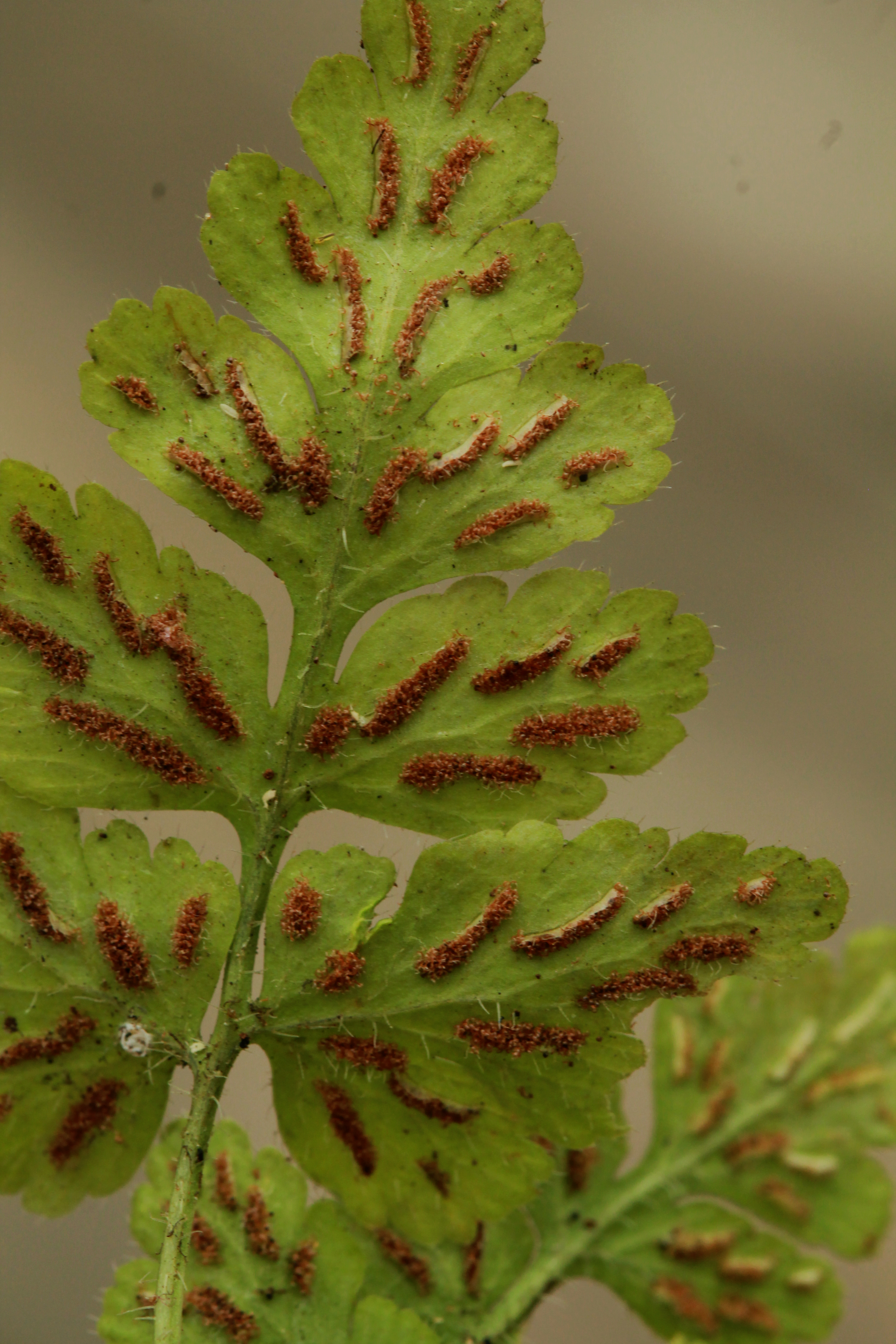 Asplenium pumilum