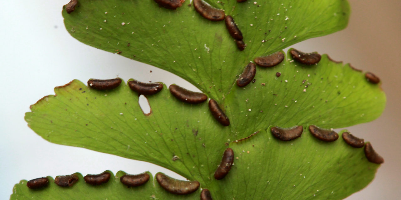 Adiantum wilesianum